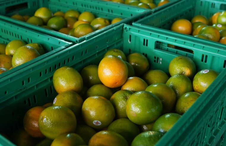 Chuvas registradas desde fevereiro são benéficas para safra de laranja, aponta estudo da Esalq-USP | Piracicaba e Região