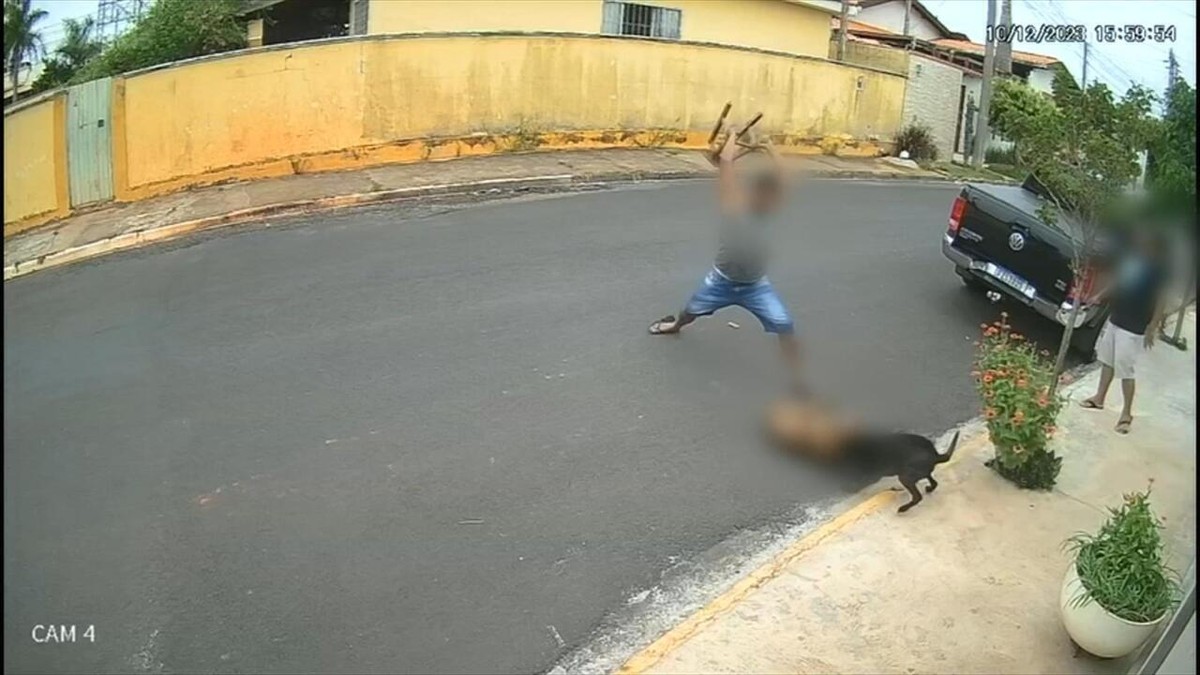 Homem espanca pitbull até a morte com banco de madeira; vídeo