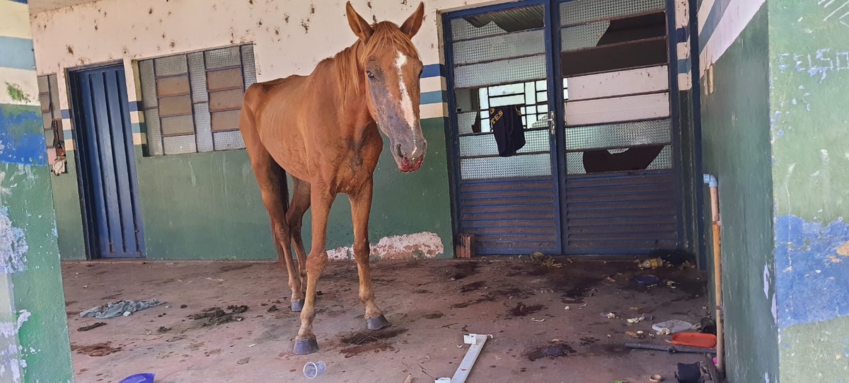 Mulher recebe multa de R$ 3 mil por abandonar cavalo doente em propriedade pública desativada, em Rosana