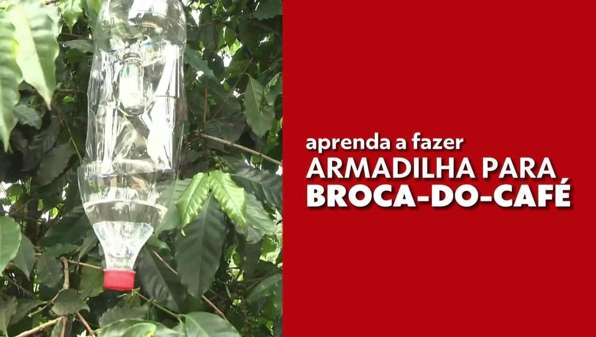 Aprenda a fazer armadilha para a broca-do-café