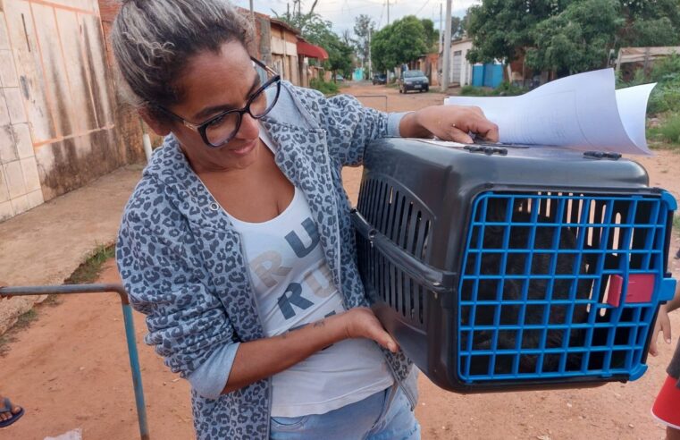 Mais de 1 mil castrações de cães e gatos são realizadas em 2023 em Bauru; veja como cadastrar