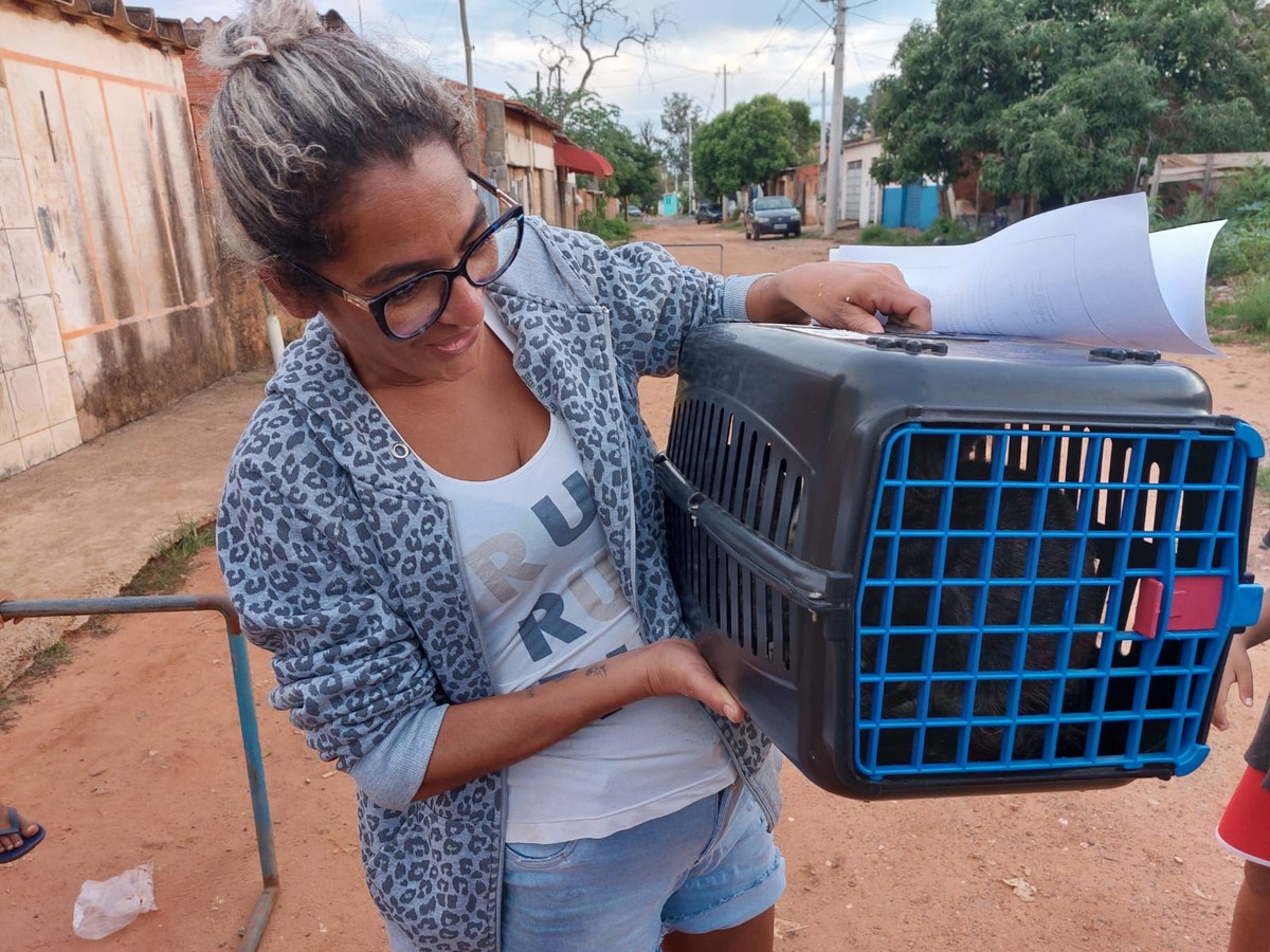 Mais de 1 mil castrações de cães e gatos são realizadas em 2023 em Bauru; veja como cadastrar