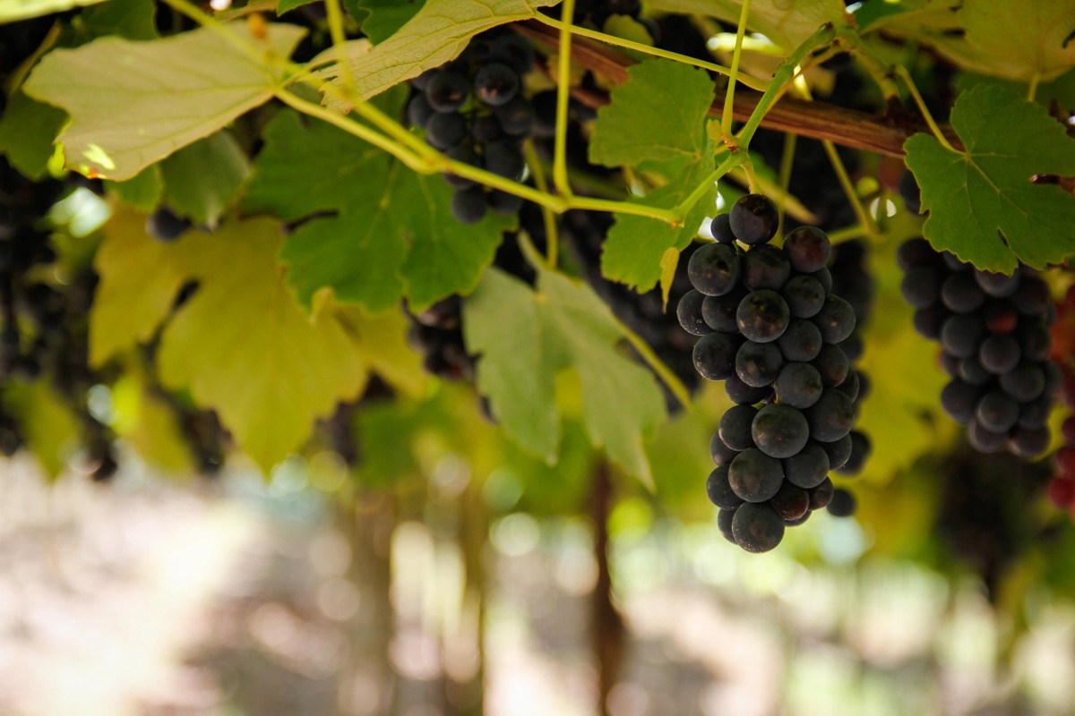 Brasil tem um tipo de vinho único; saiba qual é e como surgiu