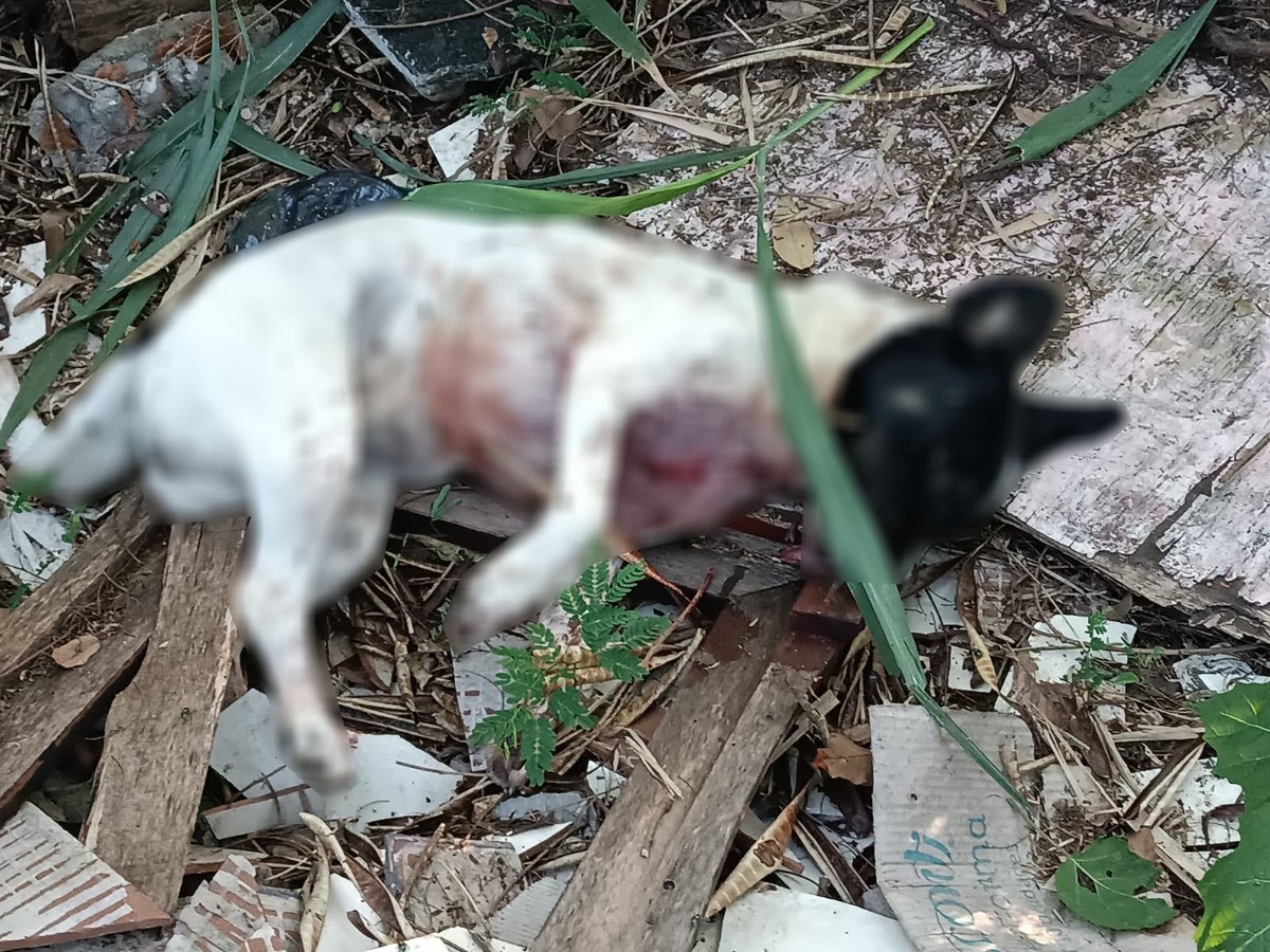 Após ataque com mordidas, homem mata cachorra com golpe de faca em Presidente Prudente