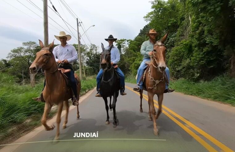 Mulas e burros são referência para o lazer no campo | Nosso Campo