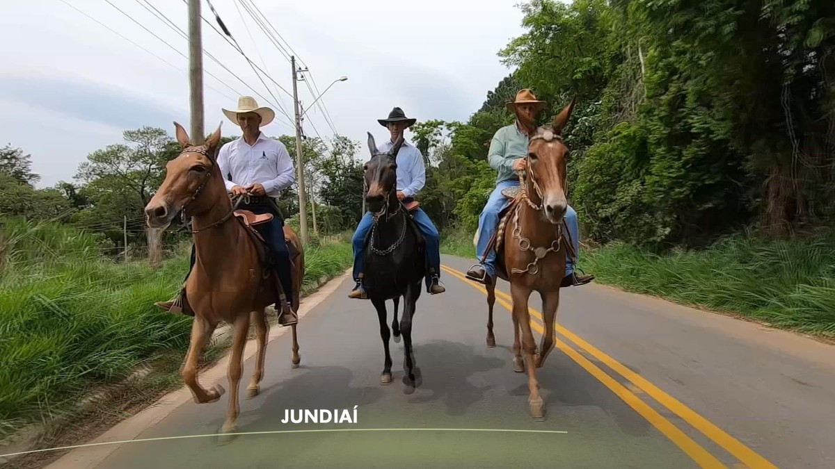 Mulas e burros são referência para o lazer no campo | Nosso Campo