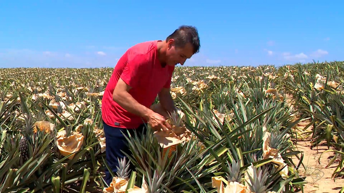 Produtores do ES ‘vestem’ abacaxis com papel para proteger as frutas do calorão e garantir colheita | Agronegócios no Espírito Santo