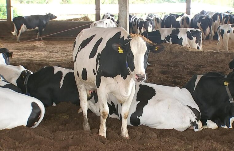 Raça holandesa é sinônimo de alta produtividade na pecuária leiteira | Nosso Campo