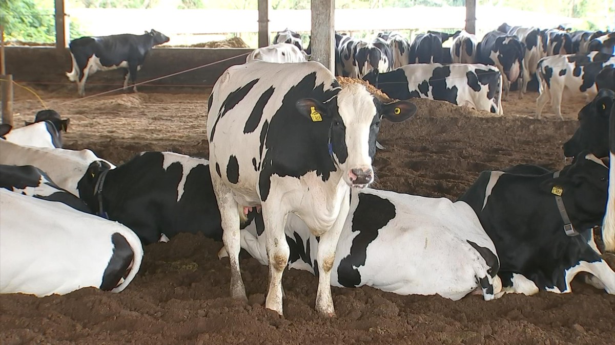 Raça holandesa é sinônimo de alta produtividade na pecuária leiteira | Nosso Campo