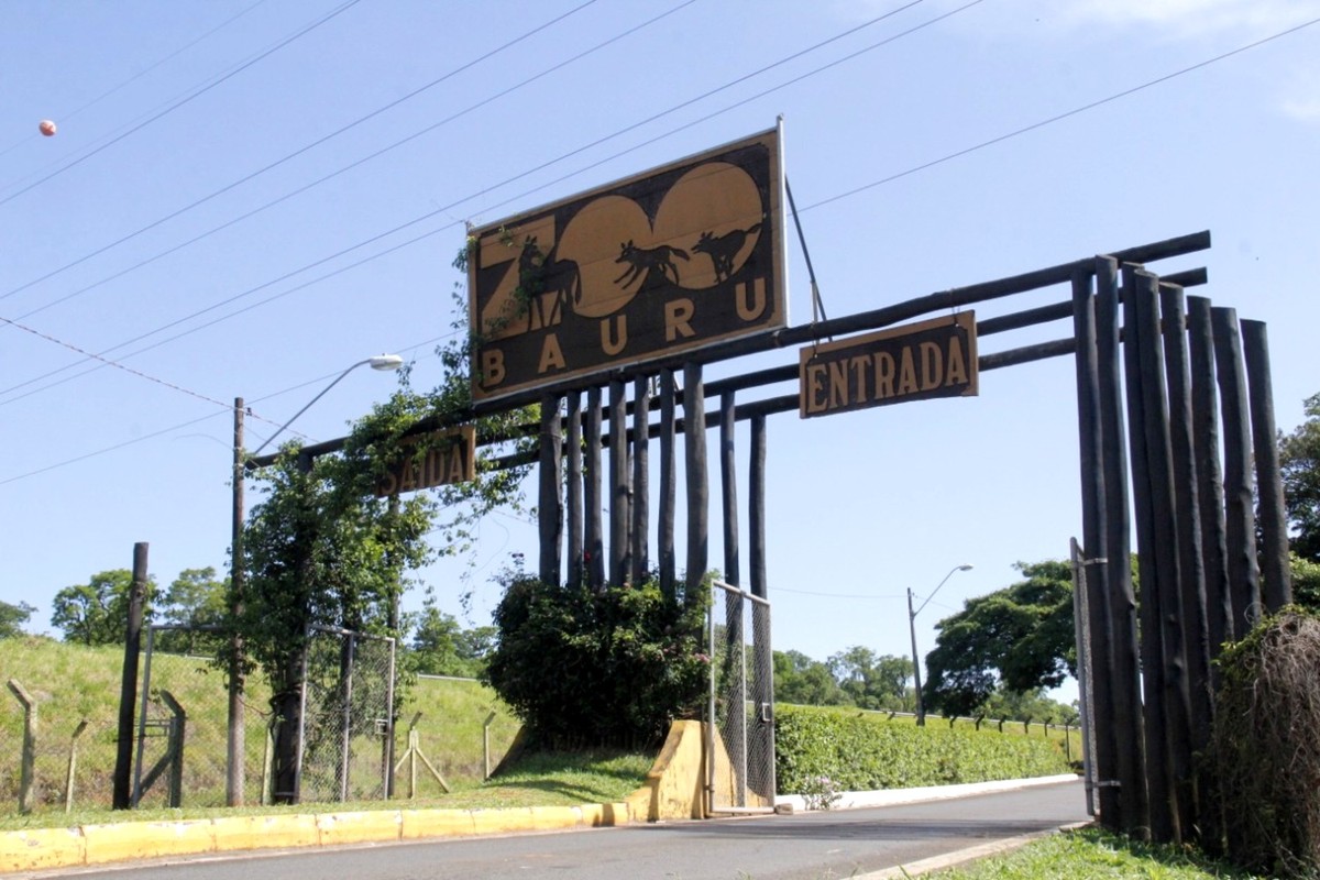 Zoológico de Bauru recebe novos moradores; confira as espécies