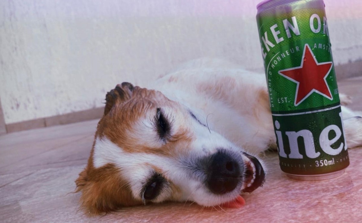 Jovem é multada por dar bebida alcoólica a cachorro e publicar a ação nas redes sociais, em Presidente Epitácio