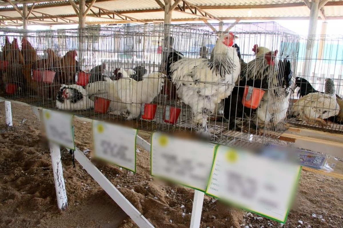 Por causa da gripe aviária, SC mantém suspensão de eventos com aglomeração de aves