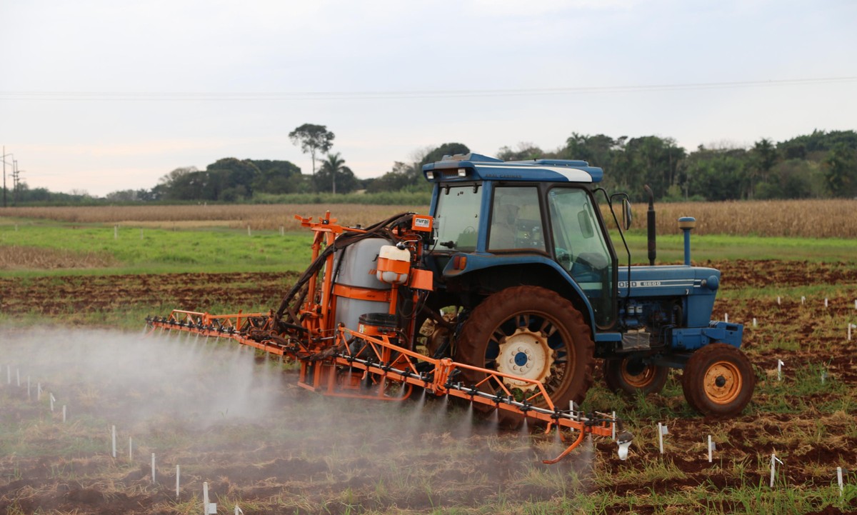 ‘Matador de abelhas’: conheça o agrotóxico que sofreu restrições pelo Ibama | Agronegócios