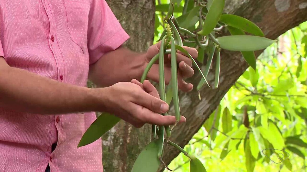 Orquídea centenária que veio do RJ produz baunilha de alta qualidade no ES