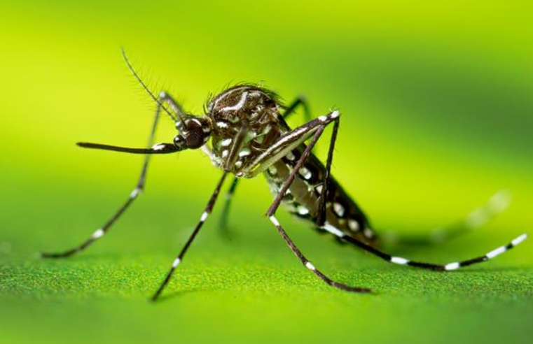 Aumento nos casos de dengue preocupa cidades do centro-oeste paulista