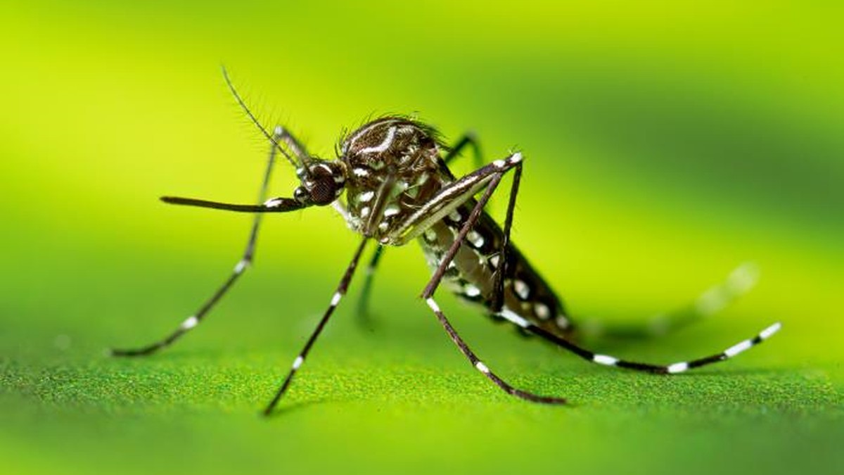 Aumento nos casos de dengue preocupa cidades do centro-oeste paulista