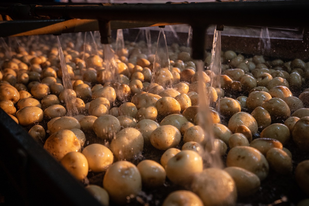 Quilo da batata fica 65% mais caro em supermercados de Presidente Prudente, conclui pesquisa