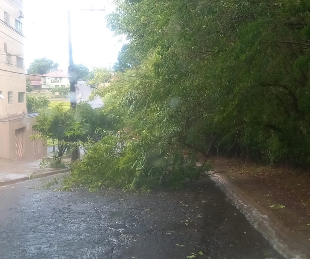 Chuva com rajadas de vento derruba árvores e provoca alagamento, em Pres. Prudente