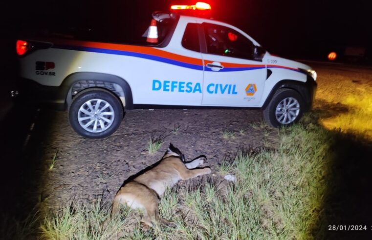 Onça-parda morre atropelada em rodovia do interior de SP