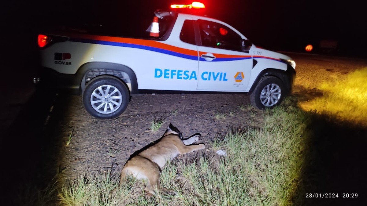 Onça-parda morre atropelada em rodovia do interior de SP