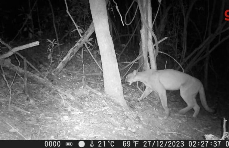 ‘BBB do mundo selvagem’: câmera ‘espia’ onça-parda e outros animais ameaçados de extinção em área de preservação no interior de SP | Bauru e Marília