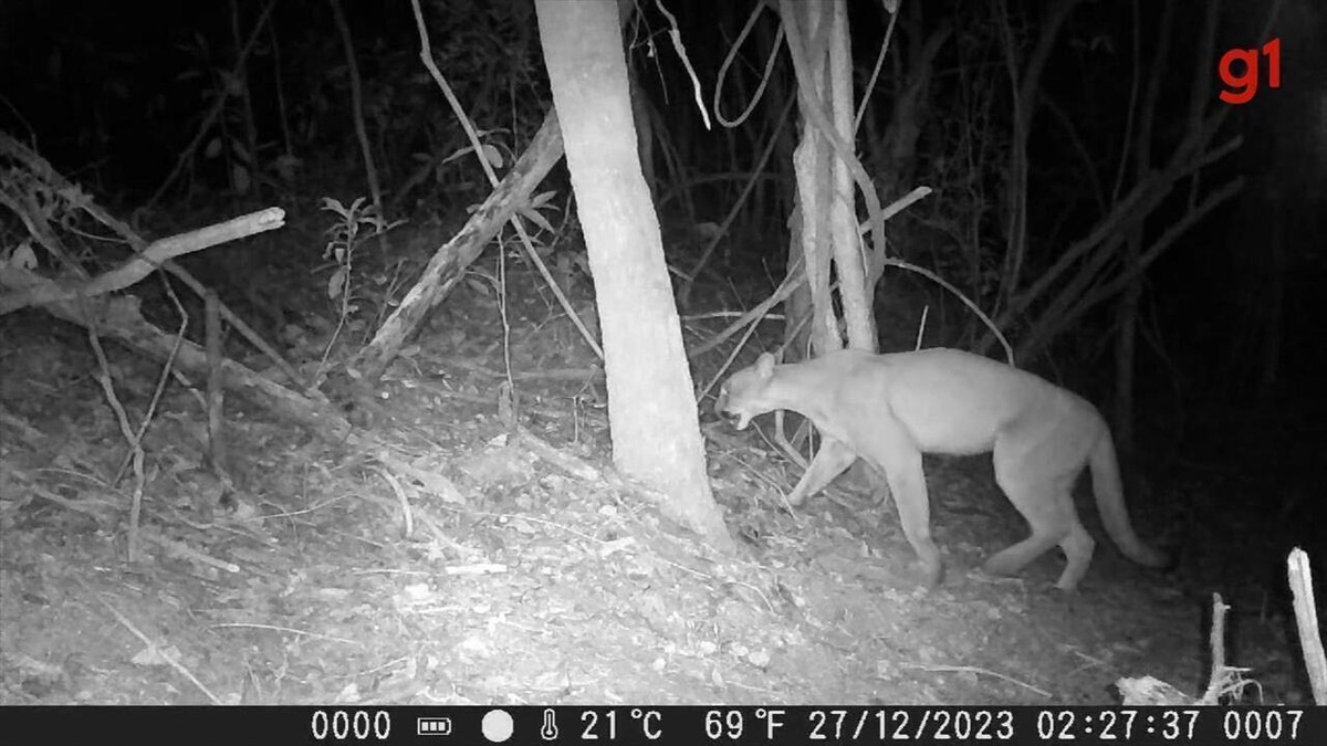 ‘BBB do mundo selvagem’: câmera ‘espia’ onça-parda e outros animais ameaçados de extinção em área de preservação no interior de SP | Bauru e Marília