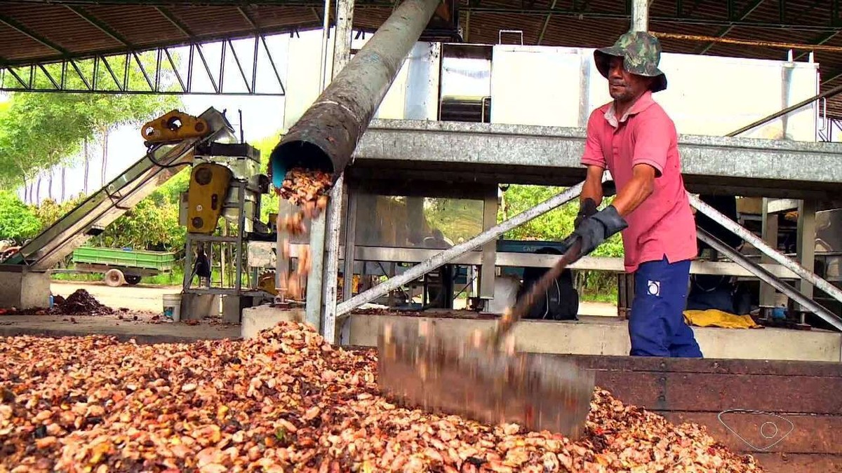 Cacau sustentável: Fazenda no ES usa até bactérias feitas em laboratório dentro da propriedade para combater pragas e reduzir agrotóxicos | Agronegócios no Espírito Santo