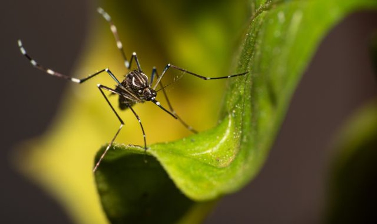 Com dois Ecopontos inoperantes, Prefeitura promete instalar mais uma unidade na zona norte como forma de combater a dengue | Presidente Prudente e Região