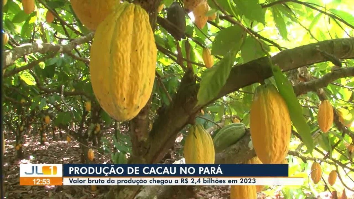 Com quase 150 mil toneladas de amêndoas produzidas em 2023, Pará é líder na produção de cacau no Brasil | Pará