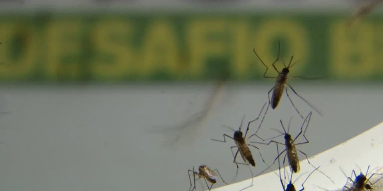 Dengue avança em ritmo acelerado no estado do Rio de Janeiro