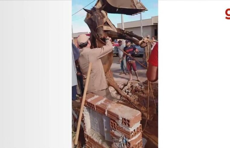 Égua é resgatada com ajuda de retroescavadeira após cair em buraco de calçada; vídeo