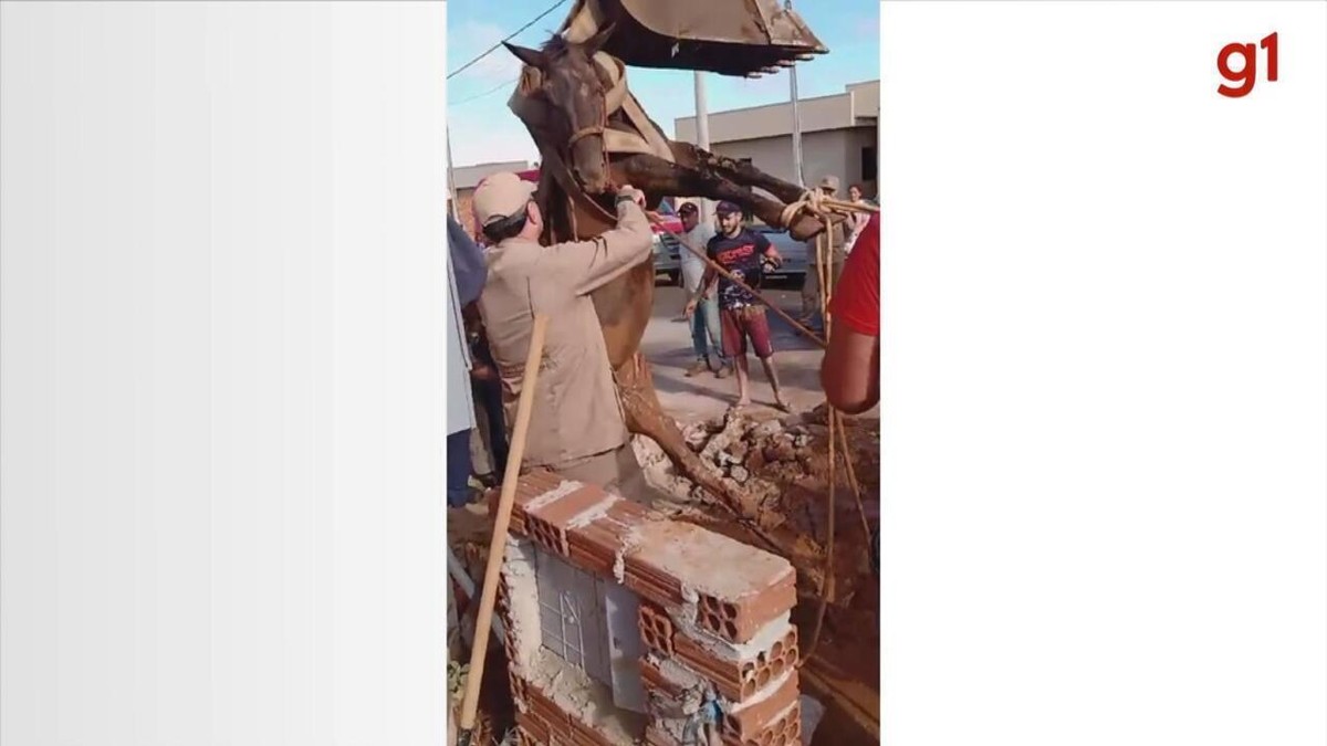 Égua é resgatada com ajuda de retroescavadeira após cair em buraco de calçada; vídeo