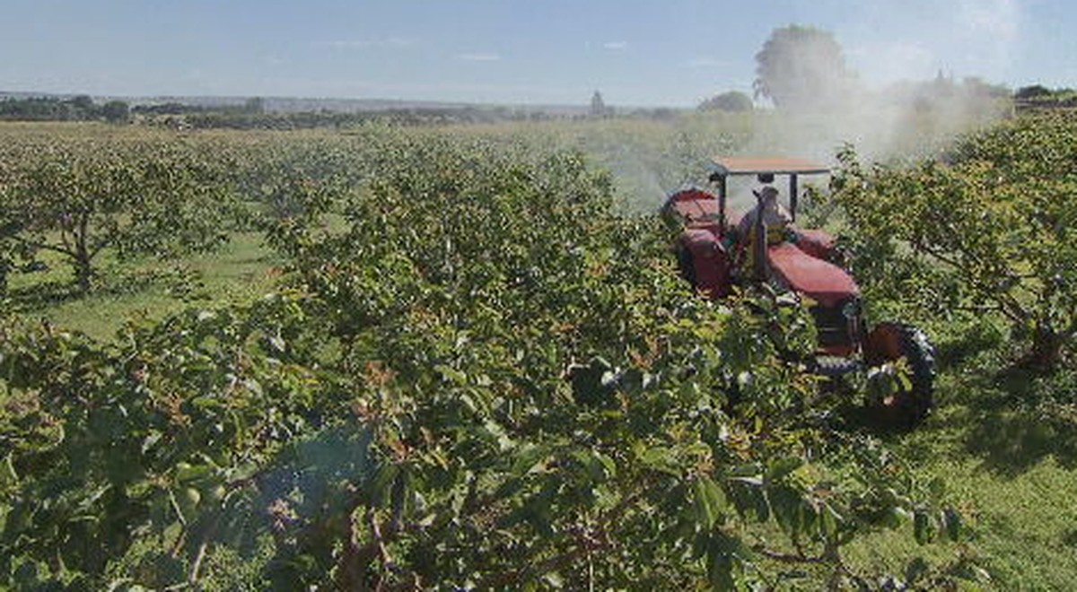 Nova lei dos agrotóxicos: o que o Lula vetou e a repercussão entre ambientalistas, ruralistas e a indústria | Agronegócios