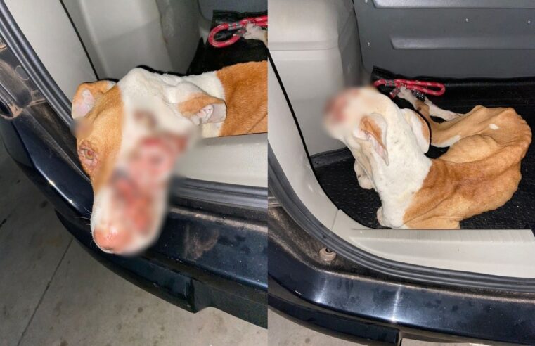 Pitbull é resgatado com sinais de desnutrição e feridas no focinho no interior de SP; tutor está preso | Bauru e Marília