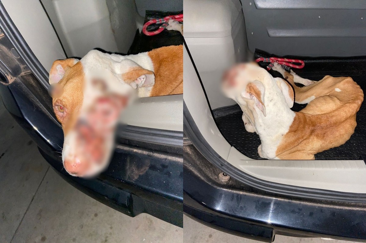 Pitbull é resgatado com sinais de desnutrição e feridas no focinho no interior de SP; tutor está preso | Bauru e Marília