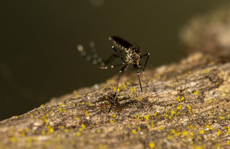 Idoso de 90 anos é quarta vítima da dengue neste ano em Marília