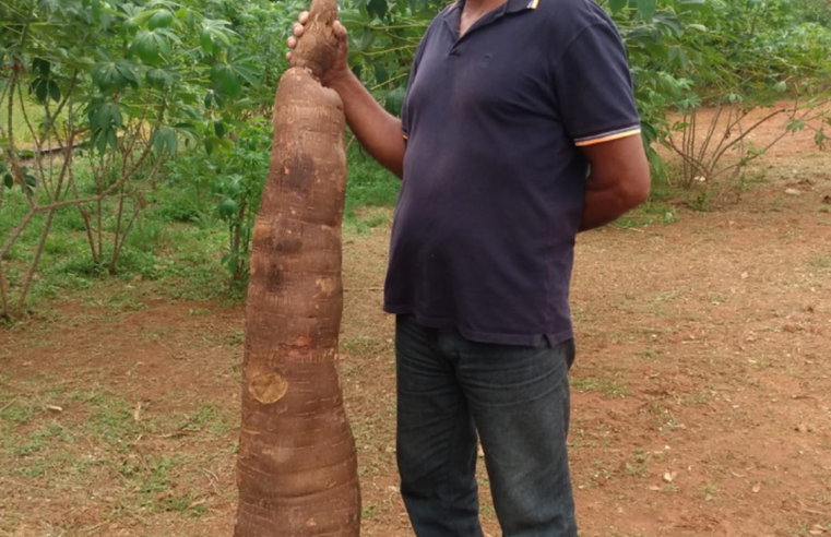 Produtor do interior de SP colhe mandioca ‘gigante’ com mais de 40 kg | Bauru e Marília