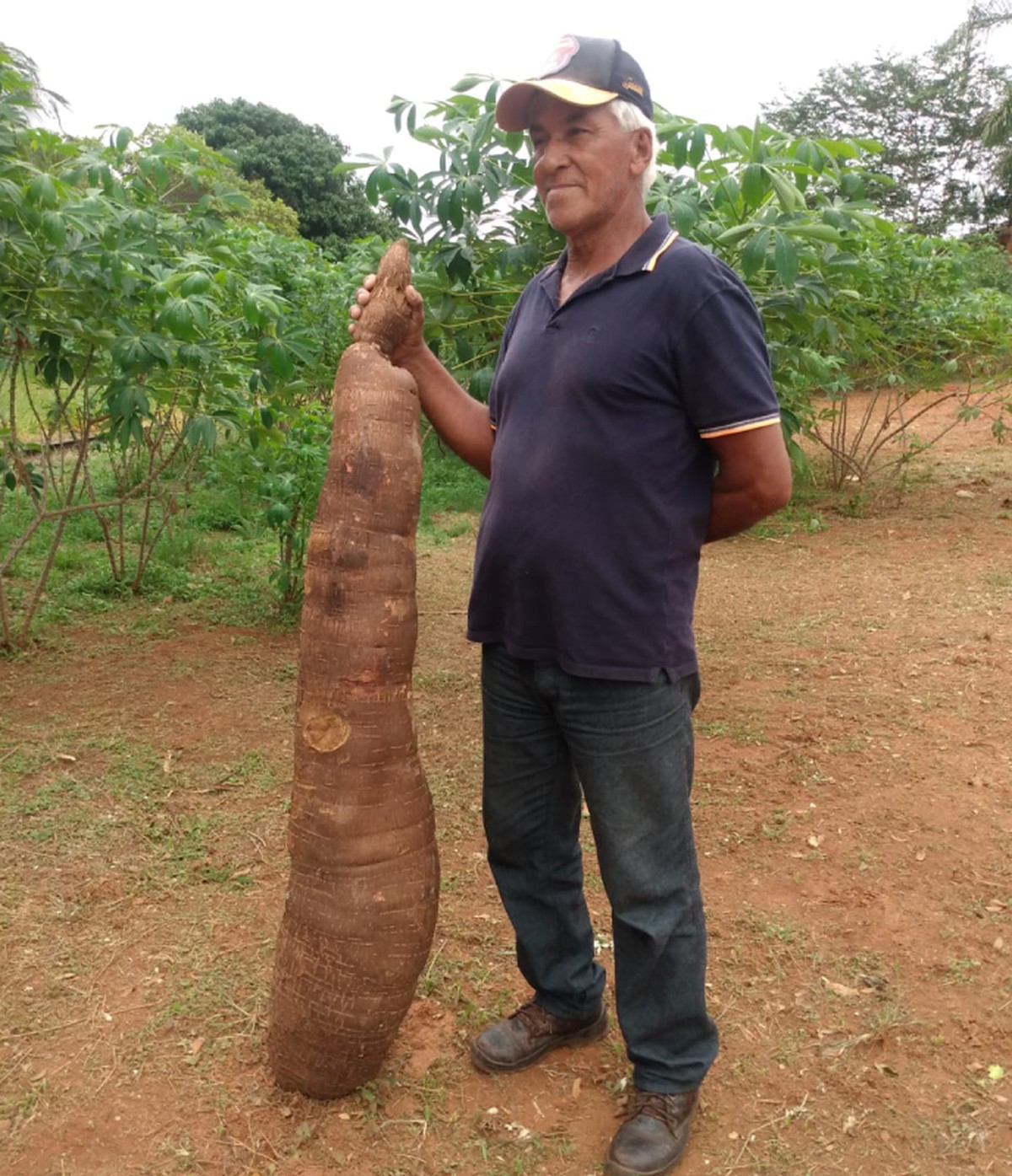 Produtor do interior de SP colhe mandioca ‘gigante’ com mais de 40 kg | Bauru e Marília