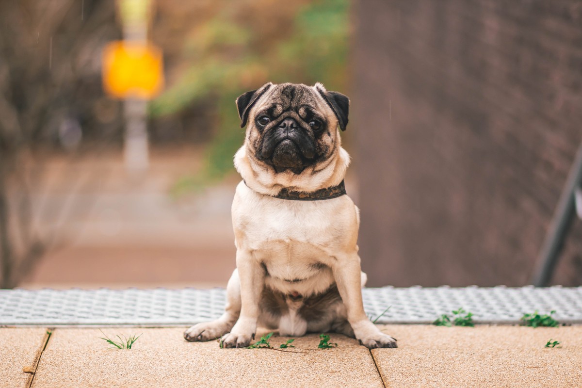 Você sabe o que é espirro reverso? Veterinário explica causas da reação em cães e gatos | Tem mais pet