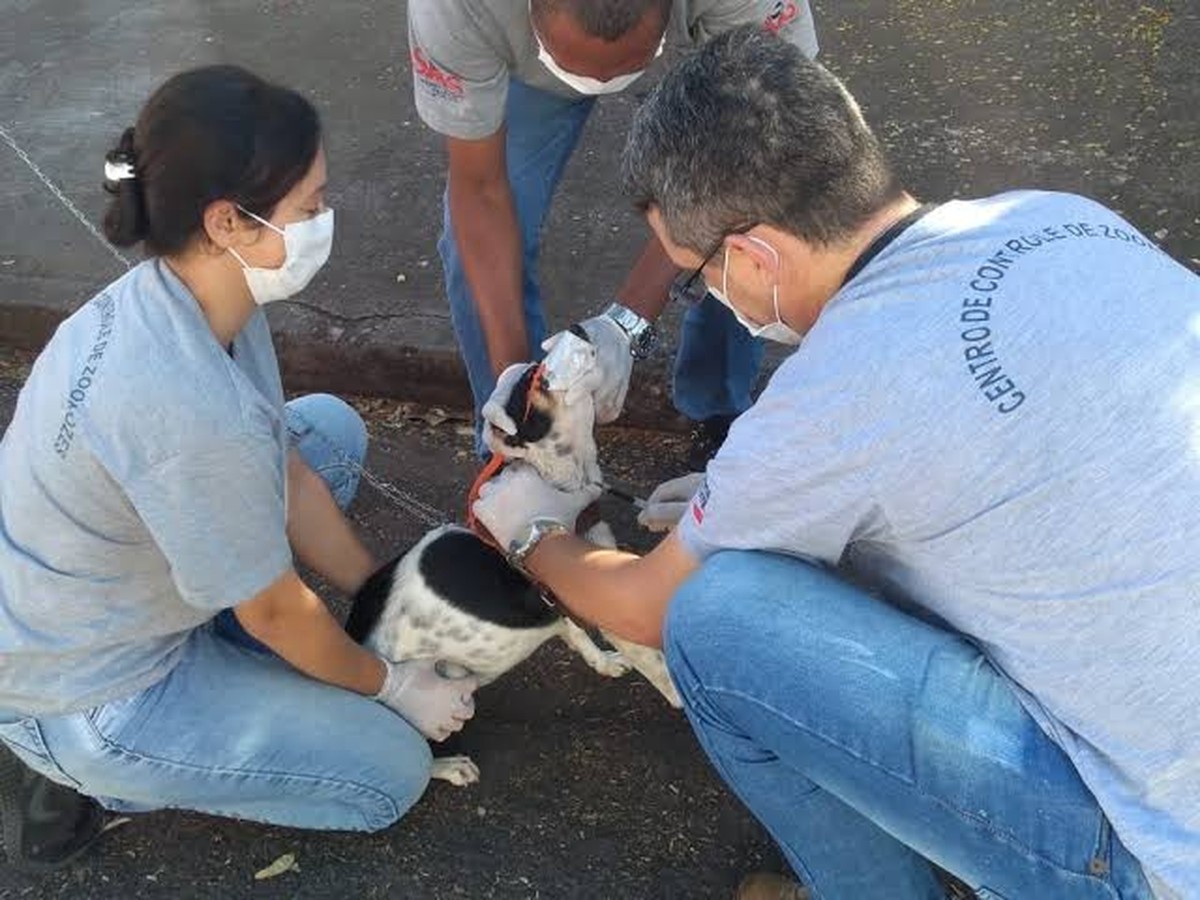 CCZ realiza plantão de exames de leishmaniose em cães no Jardim Sumaré, em Presidente Prudente