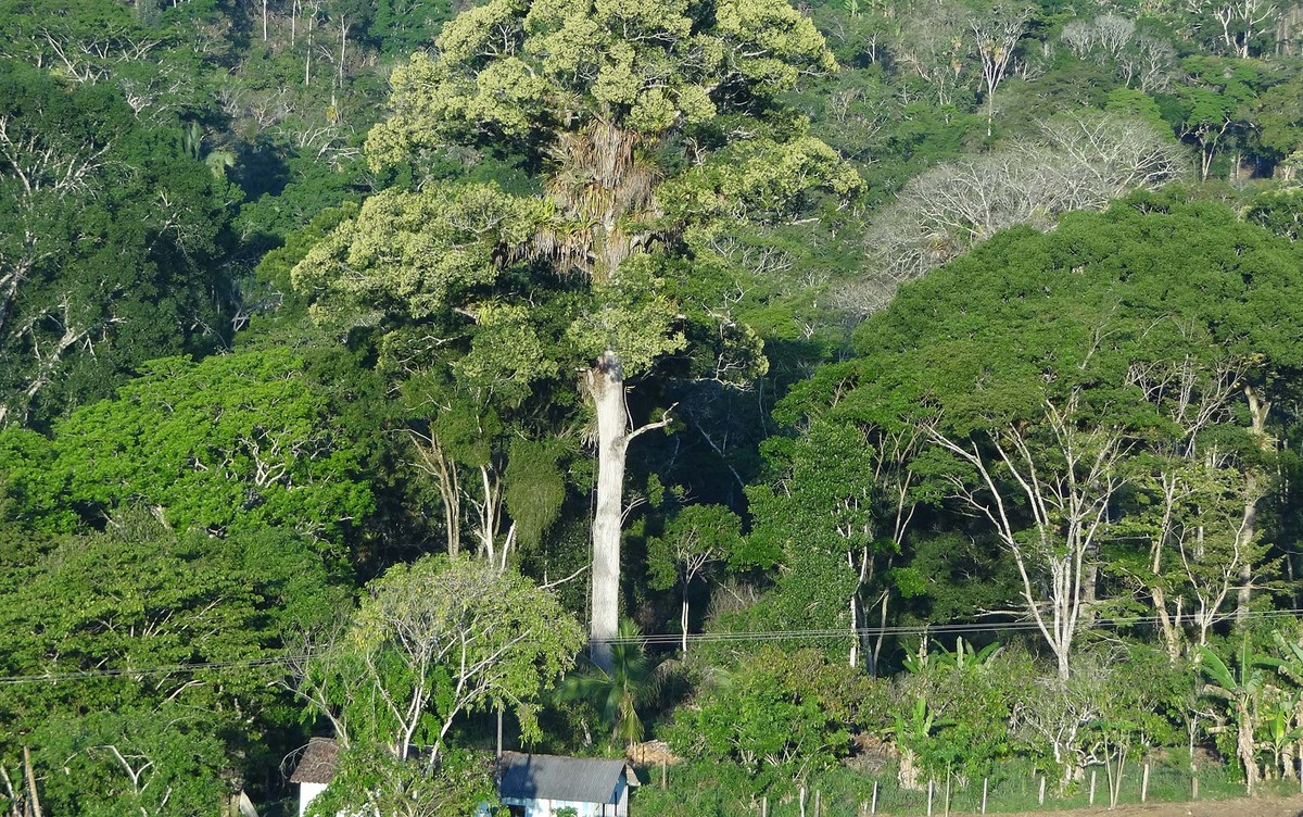 O que significa a palavra cabruca, citada na novela Renascer?