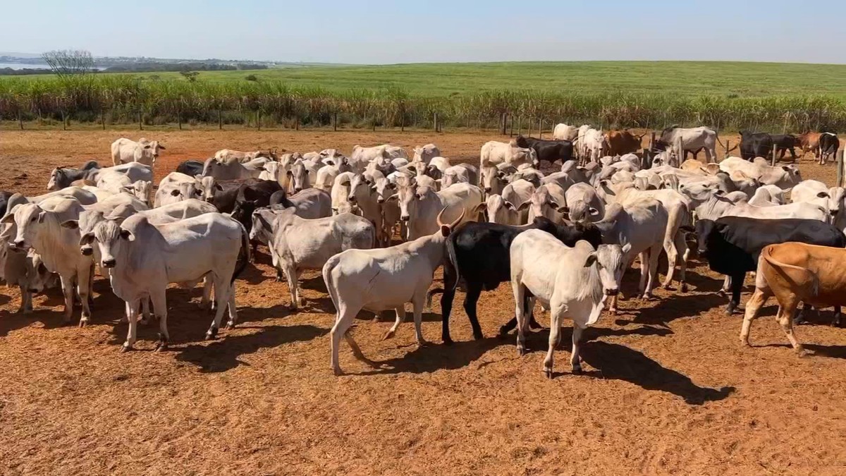 O que o agro brasileiro tem a perder se o acordo Mercosul-União Europeia for por água abaixo