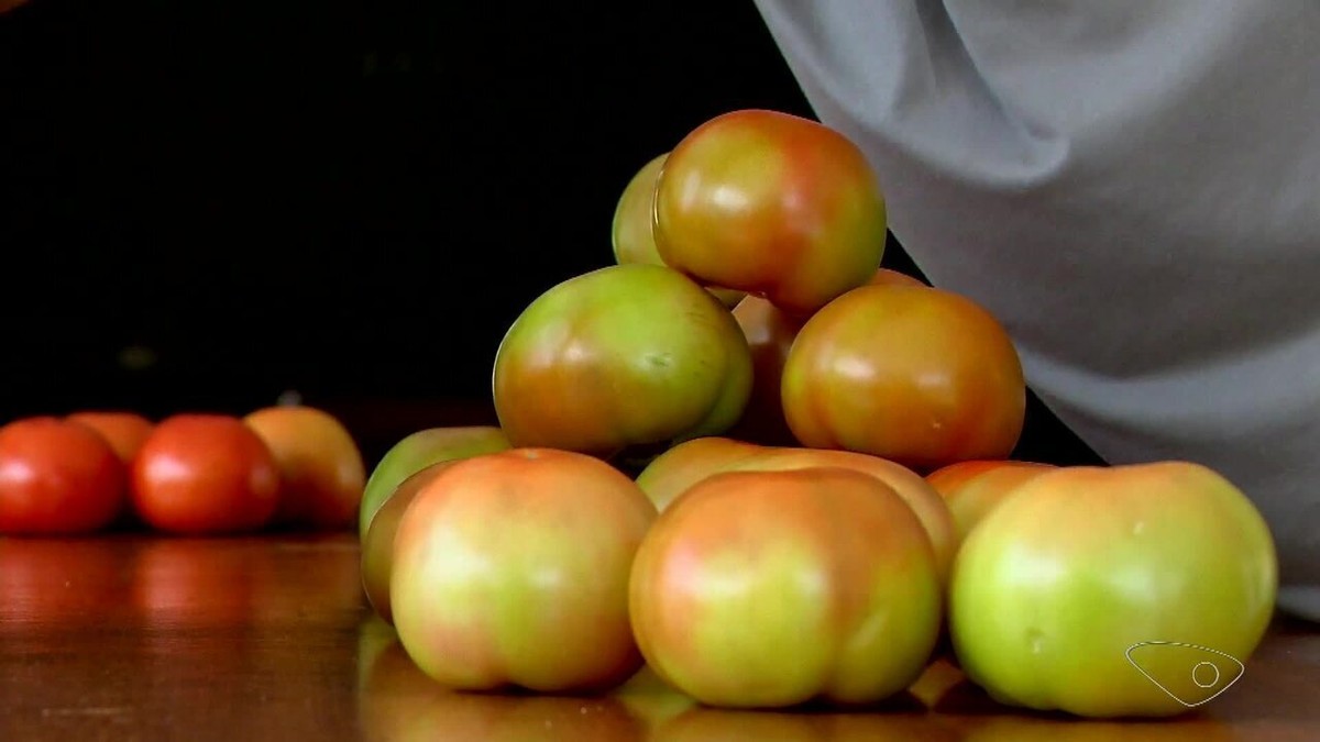 Cidade do ES pioneira no agroturismo no país produz tomate para todo o Brasil, exporta e tem até uma festa dedicada à fruta