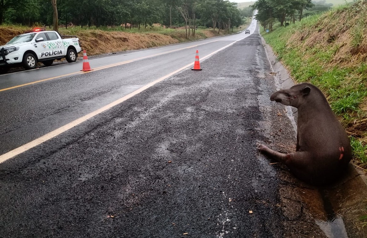 Após ser atropelada, anta ‘aguarda por resgate’ às margens de estrada vicinal, entre os municípios de Osvaldo Cruz e Salmourão