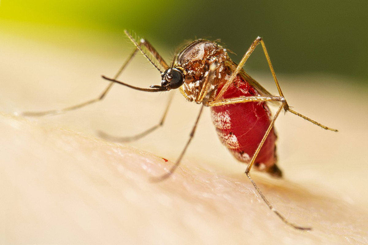 Moradores podem consultar online a situação dos casos de dengue em Bauru; veja como | Bauru e Marília