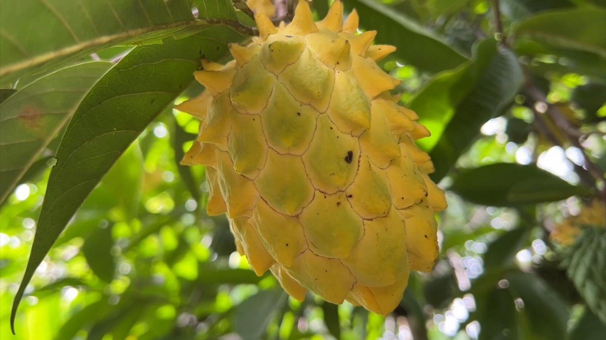 Sítio é atração com árvores frutíferas de várias partes do mundo