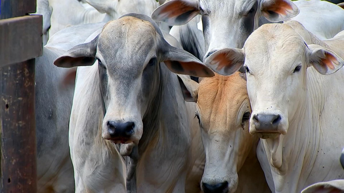 Monitoramento de rebanho valoriza produção de carne