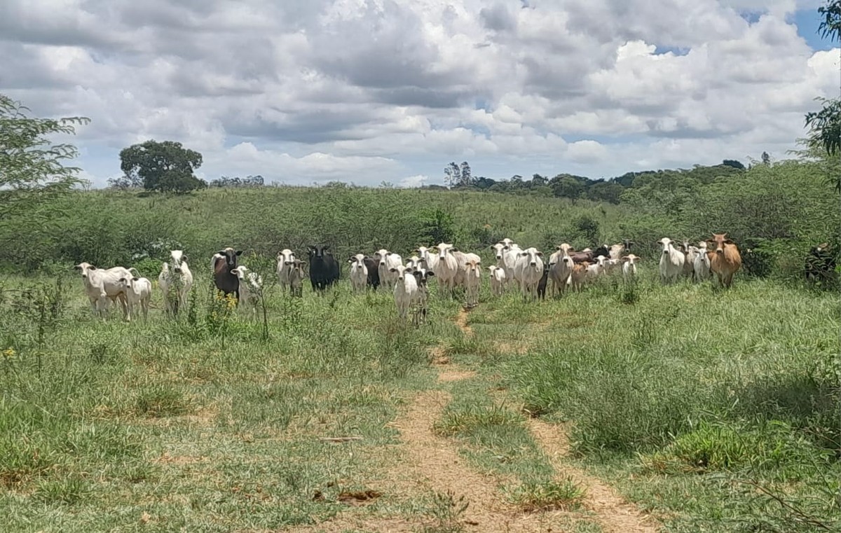 Fazenda é multada em R$ 17,3 mil por pastoreio de gado em Área de Preservação Permanente, em Presidente Prudente