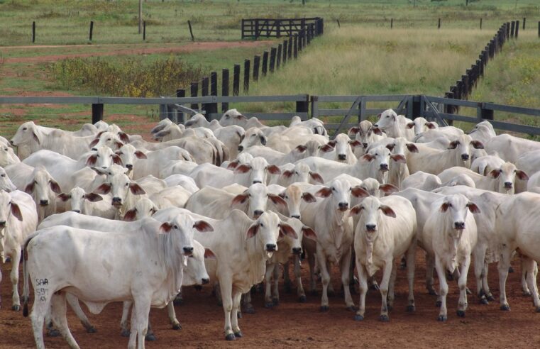 Ritmo de exportação de carne bovina cai em março e mercado interno tem queda nas cotações: ‘negócios lentos’, aponta Esalq-USP | Piracicaba e Região