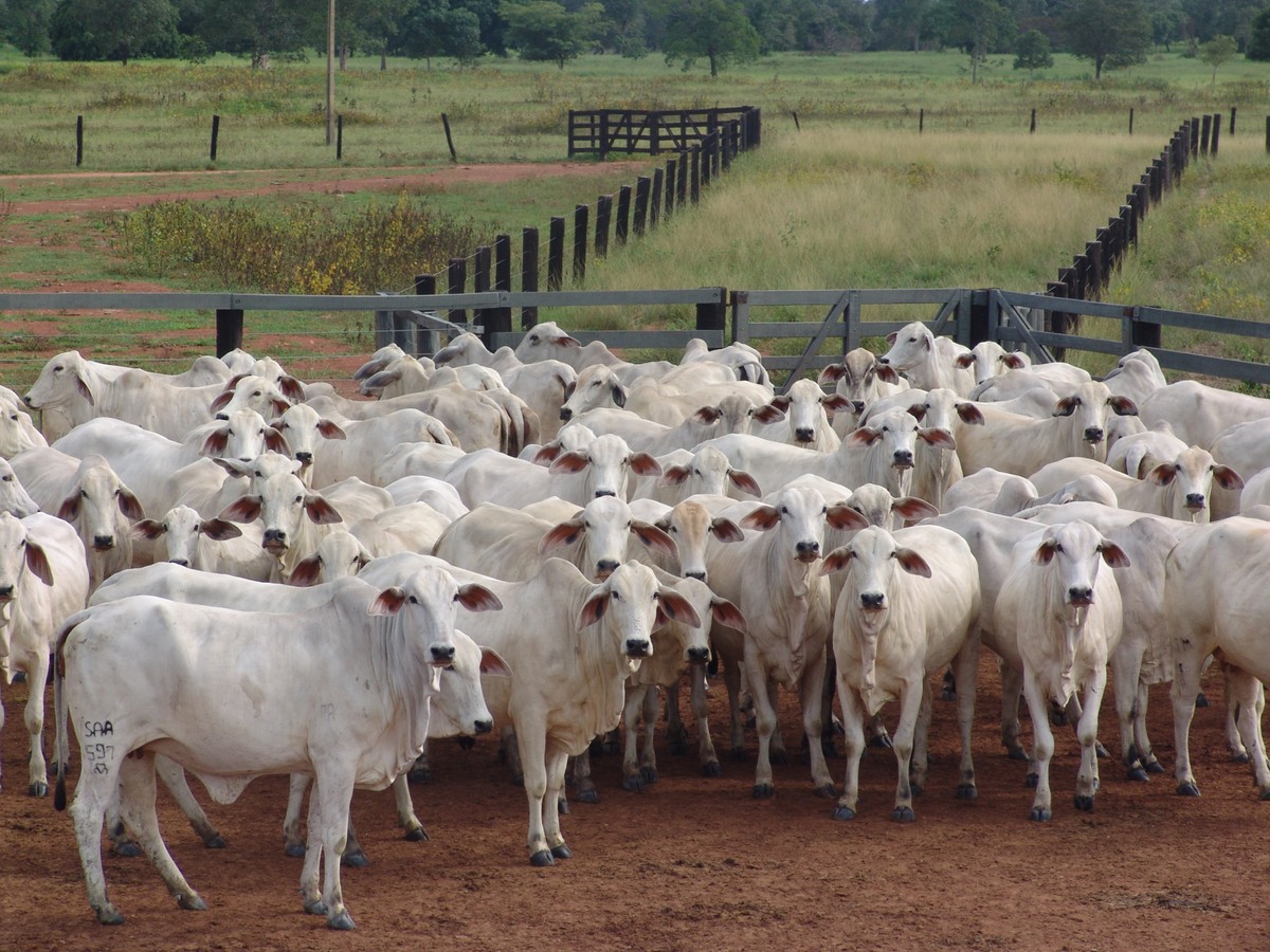 Ritmo de exportação de carne bovina cai em março e mercado interno tem queda nas cotações: ‘negócios lentos’, aponta Esalq-USP | Piracicaba e Região